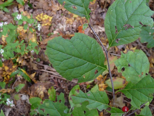 {Ilex ambigua}